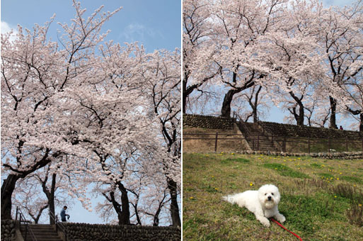 SAKURA 2016_e0046446_14141683.jpg