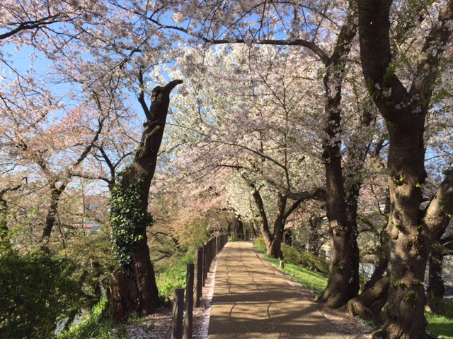 桜　山形市霞城公園_b0249247_0563749.jpg