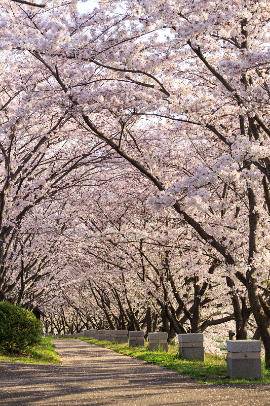 京の桜2016・木津川堤の桜並木_f0155048_23345947.jpg