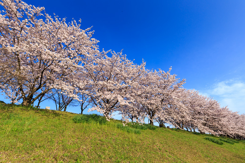 京の桜2016・木津川堤の桜並木_f0155048_23372271.jpg