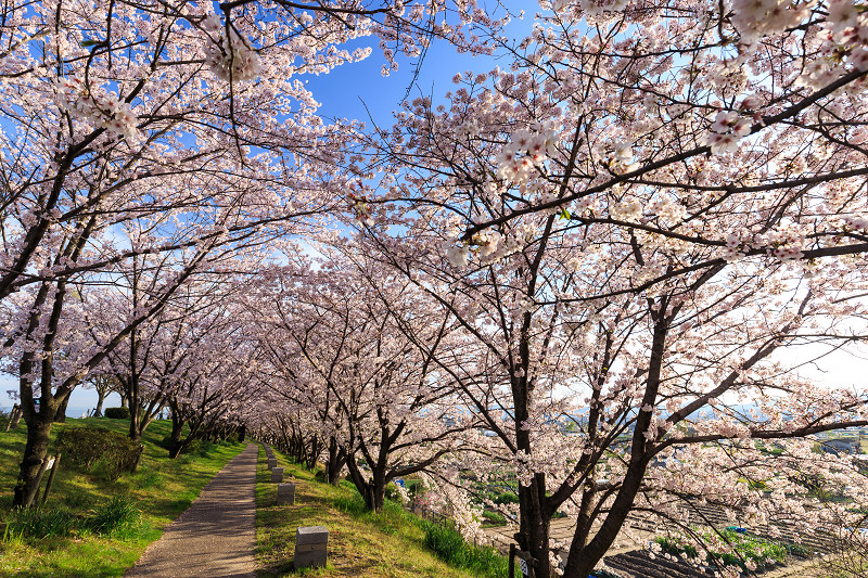 京の桜2016・木津川堤の桜並木_f0155048_23392242.jpg