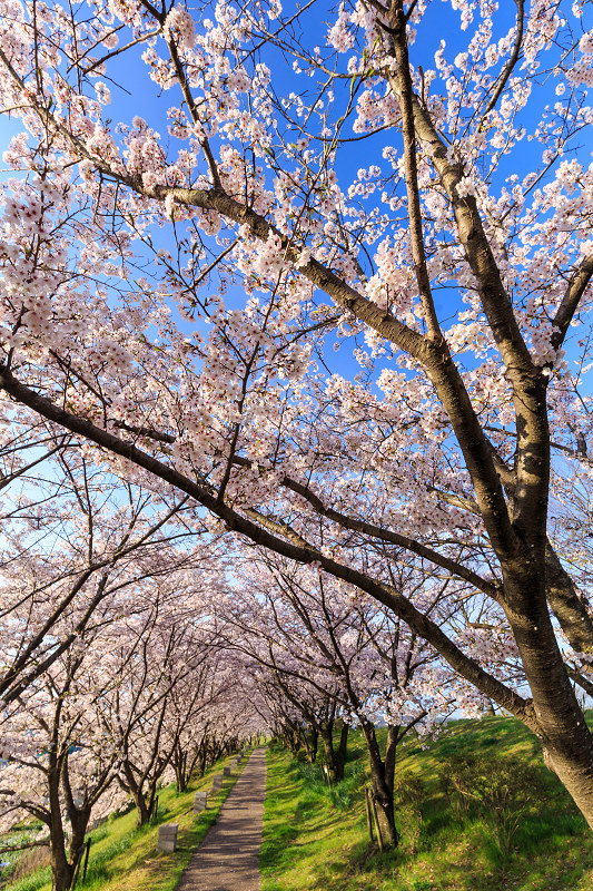 京の桜2016・木津川堤の桜並木_f0155048_2341697.jpg