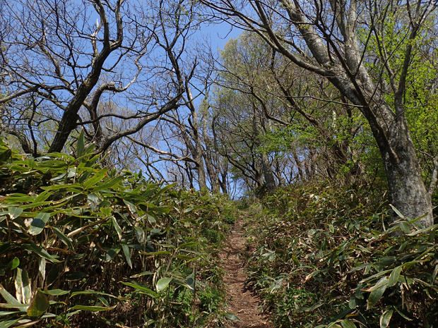 ギフチョウとお友達・大江高山②_f0214649_3424252.jpg