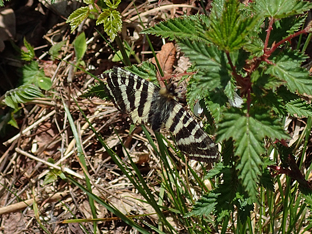 ギフチョウとお友達・大江高山②_f0214649_3525830.jpg