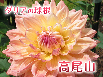 ダリアページ ダリア｜フラワーカタログ｜フレネットHIBIYA