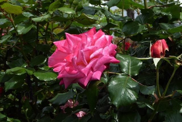 薔薇、バラ、Rose_a0030958_2334037.jpg