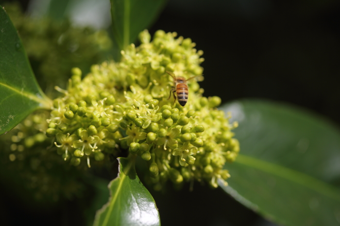 神代植物公園 2_b0188569_17202567.jpg