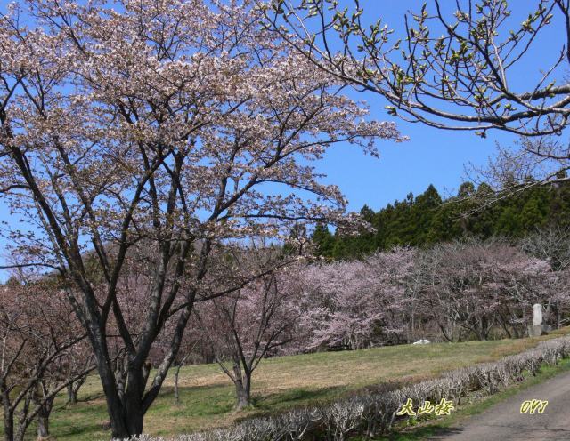 松前さくら『桜花・宅配便』⑨第二公園_f0166871_18244175.jpg