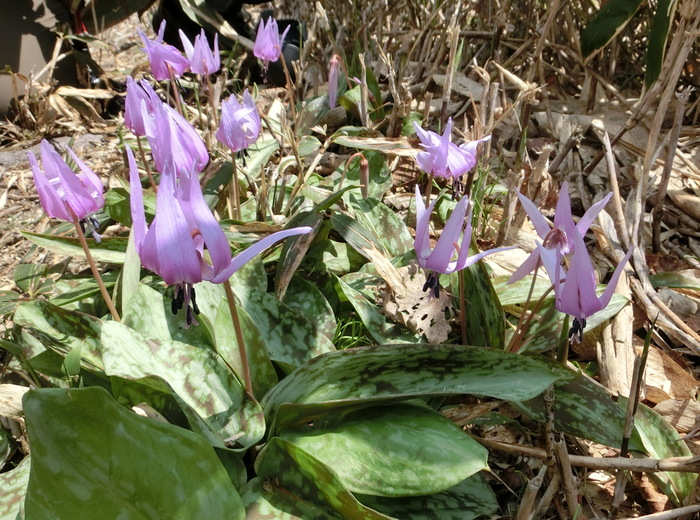 b0185573_12524919.jpg