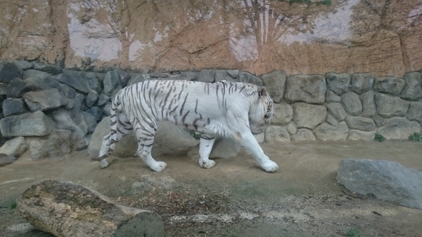 東武動物公園_e0040673_13385678.jpg