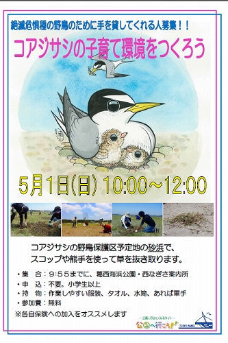 ★コアジサシの子育て環境づくりにご協力ください_e0046474_1946384.jpg