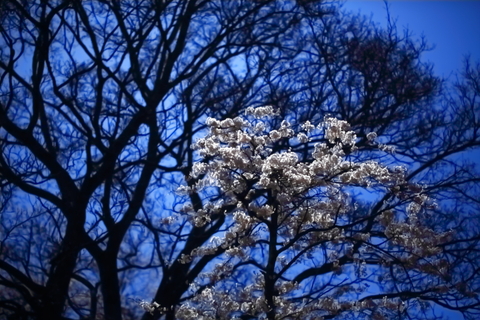 鍋倉山の桜_f0075075_207929.jpg