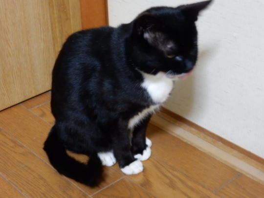 おぼっちゃま のらくろさん_e0355177_21580429.jpg