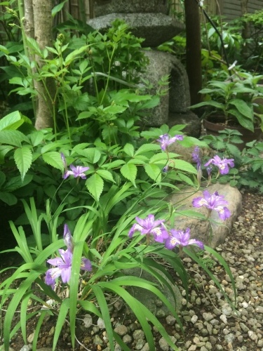 草花_a0129492_04335910.jpeg
