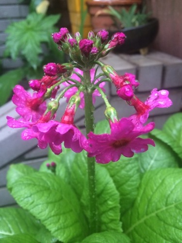 草花_a0129492_04411395.jpeg