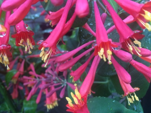 草花_a0129492_04420158.jpeg