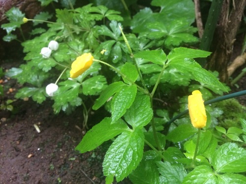 草花_a0129492_04421916.jpeg