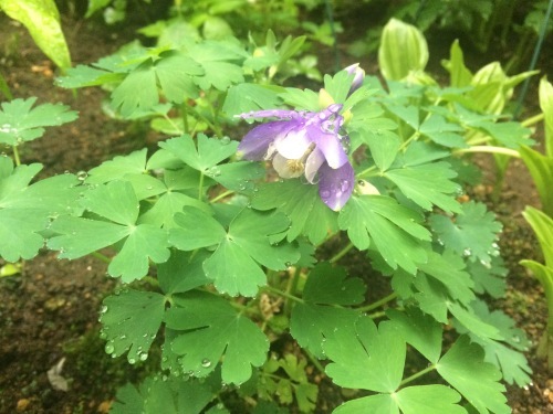 草花_a0129492_04444073.jpeg