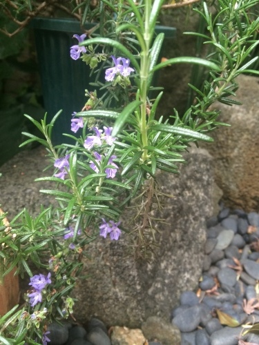 草花_a0129492_04482625.jpeg
