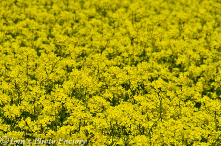 富山散歩～県西部255～春を感じる菜の花_b0155692_18361592.jpg