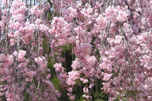 都の桜　2016 常照皇寺　①_c0087094_08515362.jpg