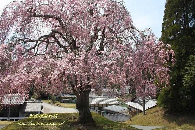 都の桜　2016 常照皇寺　①_c0087094_08552939.jpg