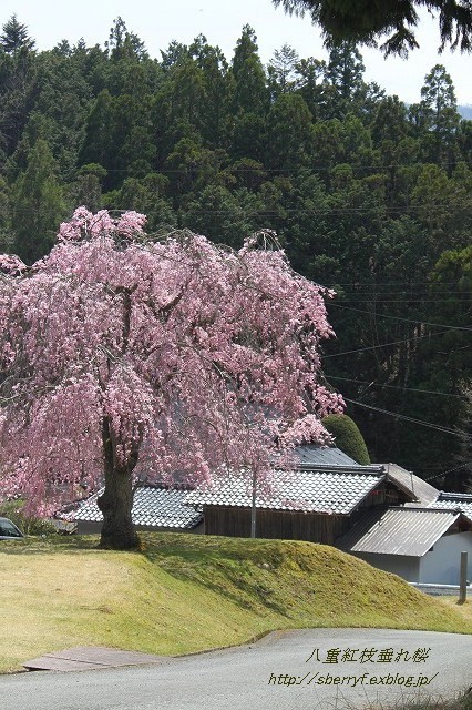 都の桜　2016 常照皇寺　①_c0087094_09004827.jpg