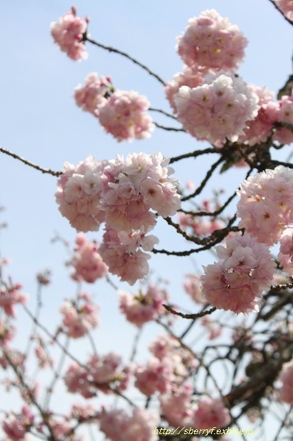 都の桜　2016 常照皇寺　①_c0087094_09031926.jpg