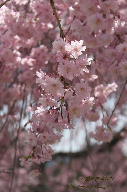 都の桜　2016 常照皇寺　①_c0087094_09064941.jpg