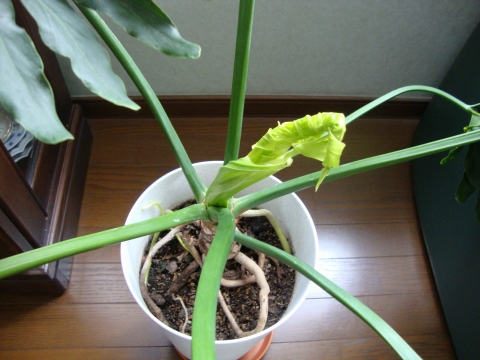 c0322794_0215.jpg