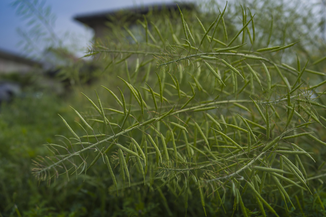 なぜ植物図鑑か そこに在るもの なぜ植物図鑑か そこに在るもの