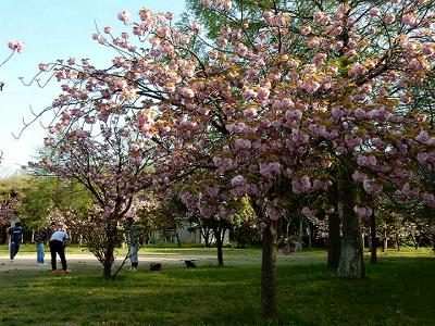 ポーアイ南公園の八重桜_b0051598_21144511.jpg