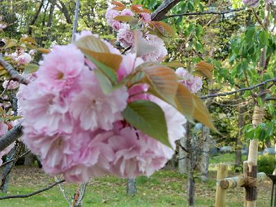 ポーアイ南公園の八重桜_b0051598_2115340.jpg