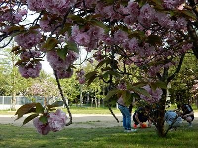 ポーアイ南公園の八重桜_b0051598_21172133.jpg