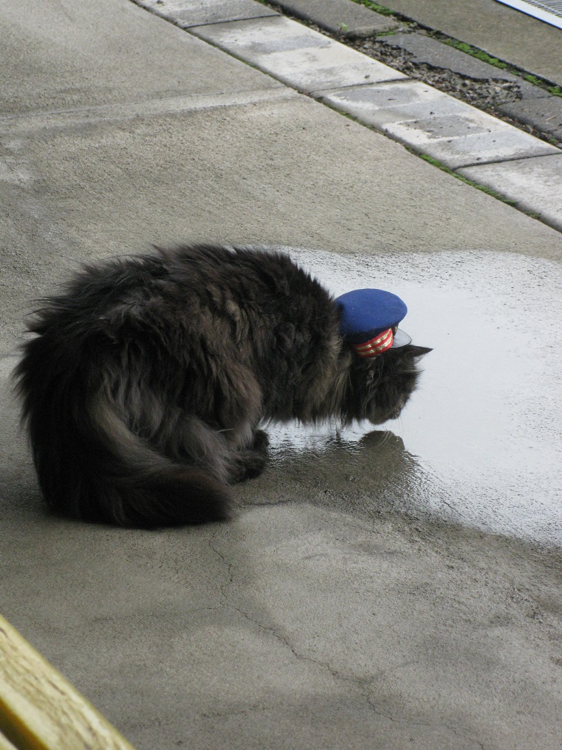 さようなら、ねこ駅長　～思い出は永遠に。_f0281398_22145513.jpg