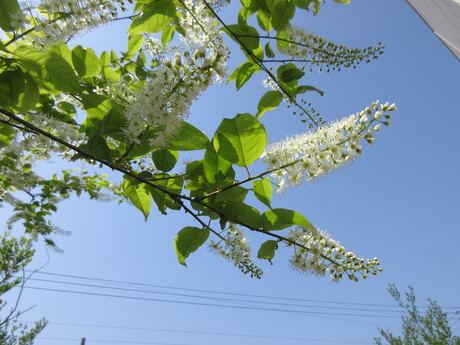 白い花の咲く木たち おしゃべりねこ