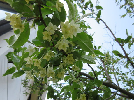 白い花の咲く木たち おしゃべりねこ