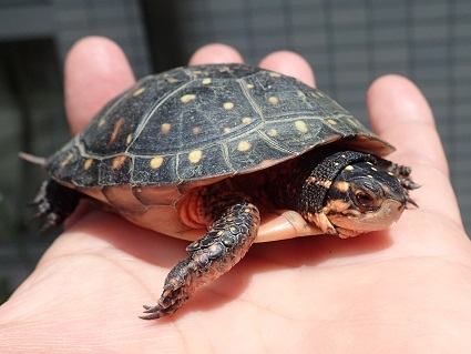 キボシイシガメ飼育の あるある 気ままなガメラ