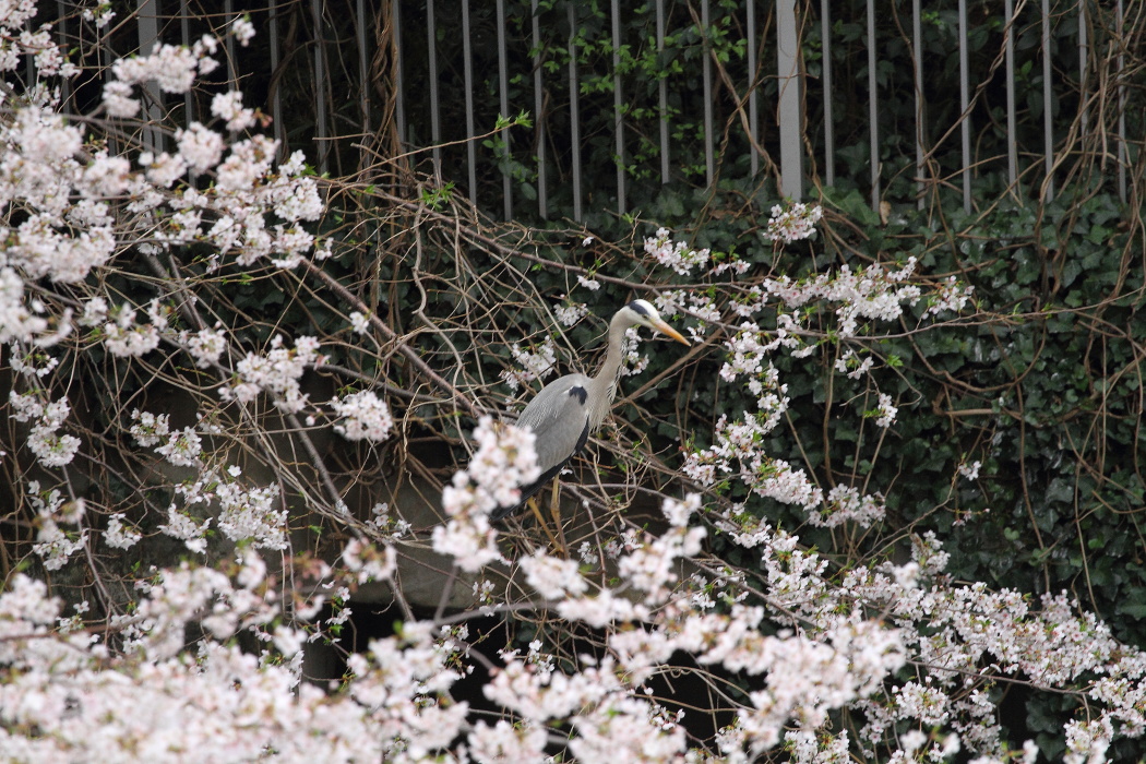 桜花より魚_b0190710_23204590.jpg