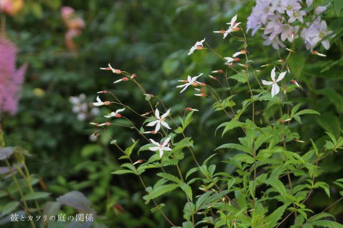 ベル型の花 彼とカヲリの庭の関係 ベル型の花 彼とカヲリの庭の関係