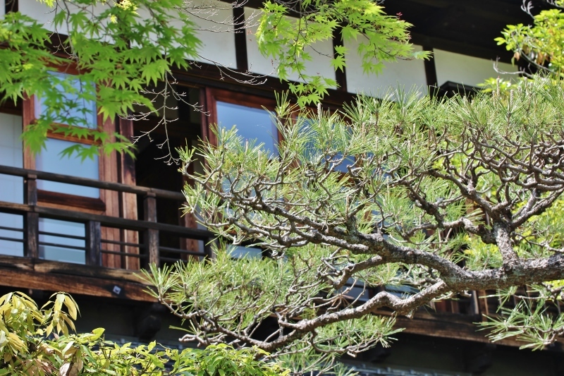 喜楽亭で楽しむ　おいしい日本茶 ４月_b0220318_21101213.jpg
