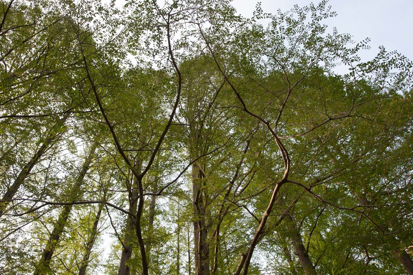 c0369219_19255501.jpg