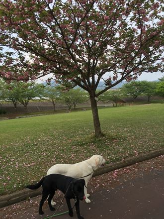 コーク、初めての公園へ♪_c0114121_22502743.jpg