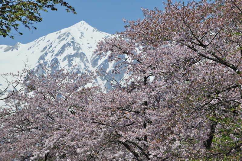 ぎりぎり間に合った？白馬の桜_d0198522_1829279.jpg