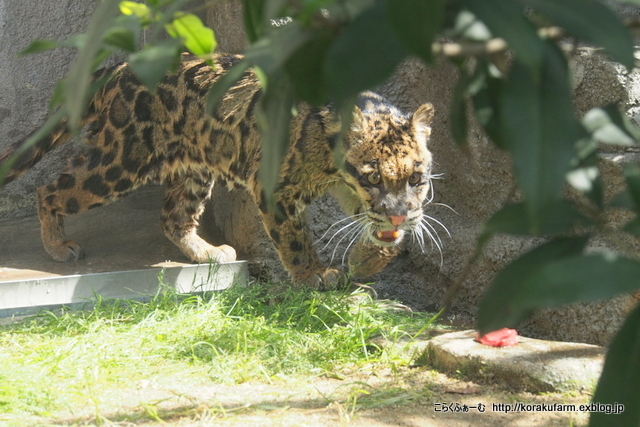 ウンピョウ ショウくんの登場_c0188824_18253909.jpg