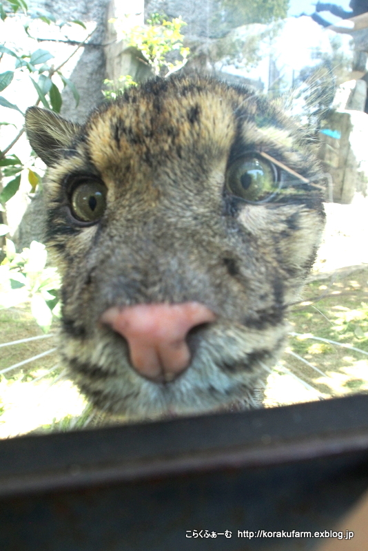 ウンピョウ ショウくんの登場_c0188824_18391229.jpg