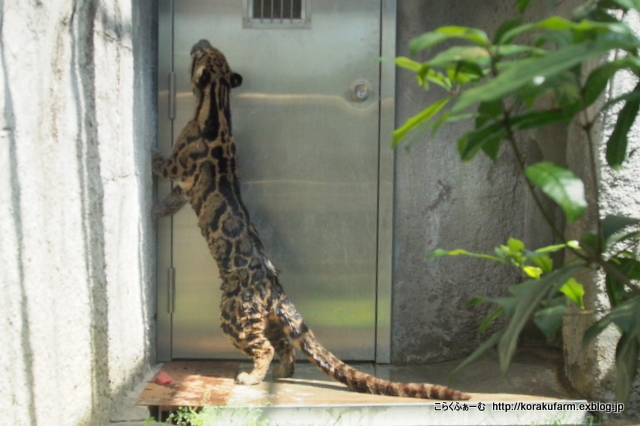 ウンピョウ ショウくんの登場_c0188824_18443628.jpg