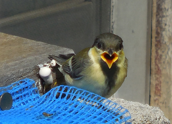 シジュウカラ 巣立ちは突然に だって おばちゃんだもん シジュウカラ 巣立ちは突然に だって おばちゃんだもん