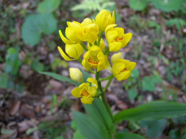 やっと見ることができたキンランの開花！_e0272335_1737280.jpg