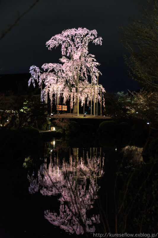 東寺の夜桜_b0325840_22020530.jpg